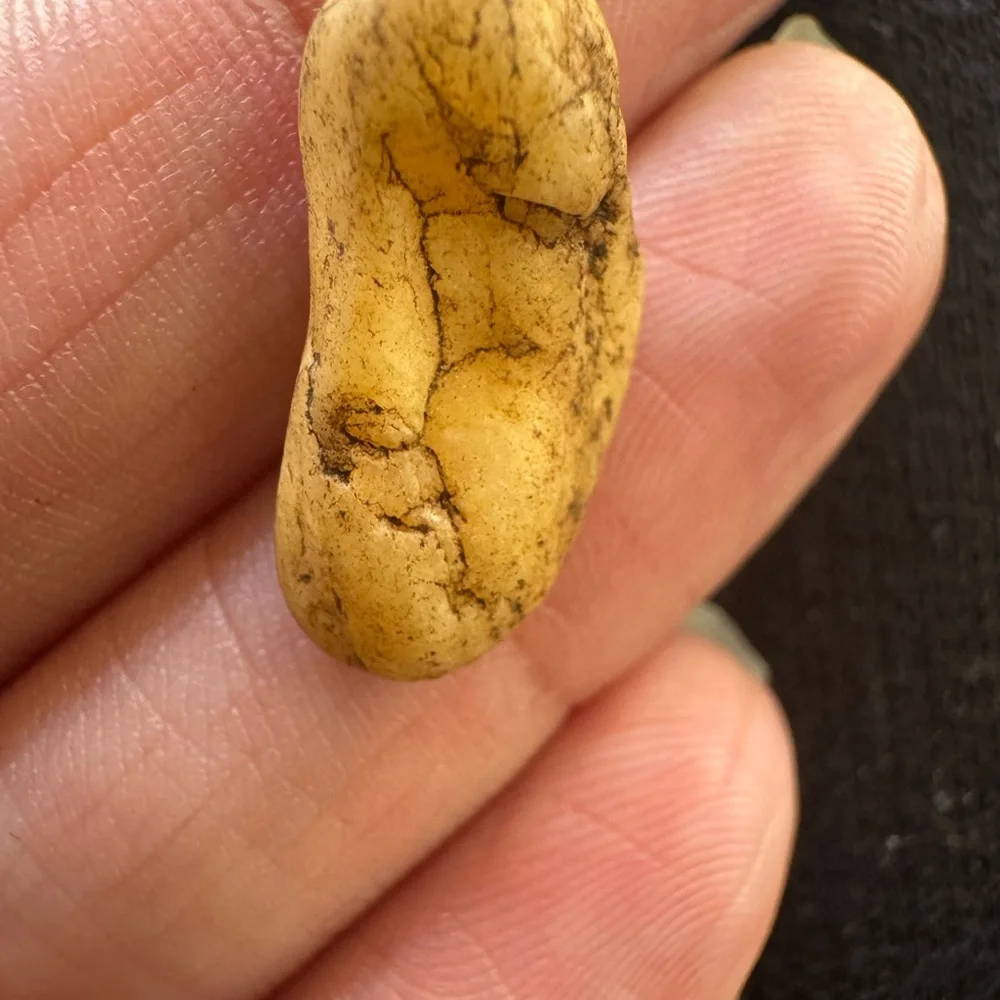 A rock with a story, beautiful vining
